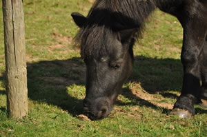 Advanced Dressage